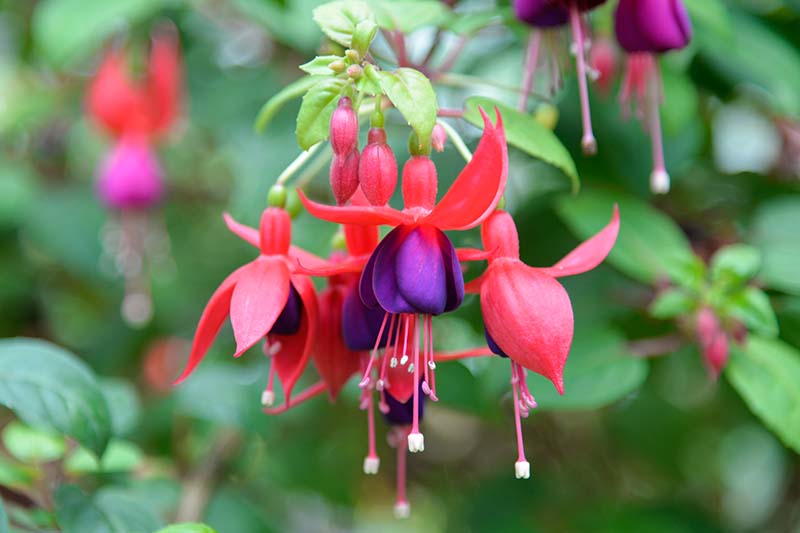 一个近距离的水平图像紫色和红色的紫红色的花生长在花园描绘在一个软焦点背景。