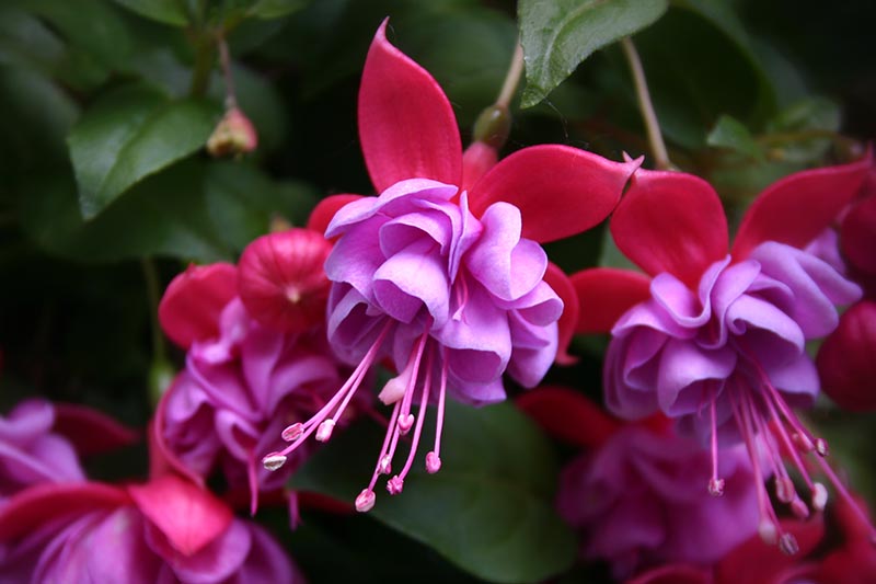 一个近距离水平图像的粉红色和紫色紫红色的花照片在一个软焦点背景。