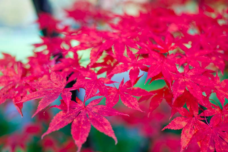 “大阪”日本枫树明亮的红色树叶的近距离水平图像，在软焦点背景下拍摄。
