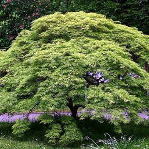 一棵圆形的日本枫“Viridis”树的近距离正方形图像，它生长在路边的花园里。