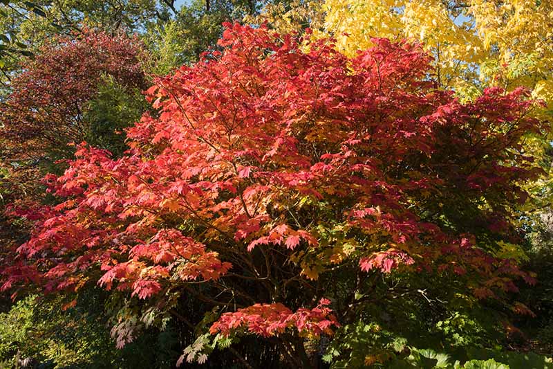 在明亮的阳光下，一棵巨大的日本槭“Vitifolium”树在花园里生长。