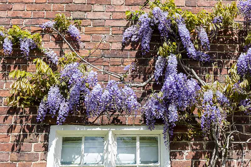 一个近距离水平图像的紫色紫藤生长在外面的砖房。