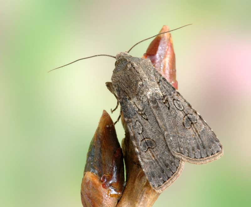 一个近距离的水平图像的成年银斑蛾拍摄在一个软焦点背景。