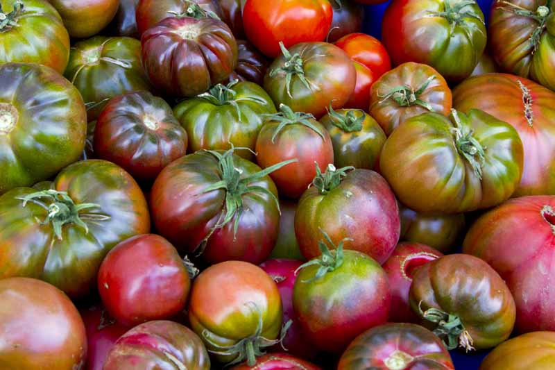 一堆“切罗基紫色”西红柿的近距离水平图像。