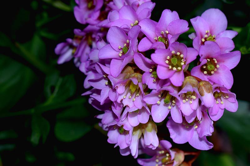 一个近距离的水平图像的淡粉色bergenia花生长在一个软焦点背景拍摄的花园。