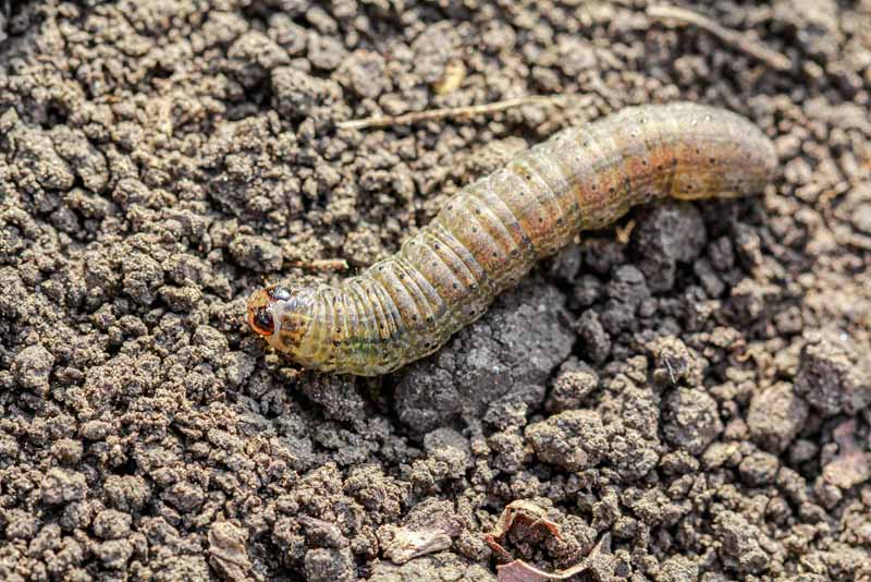 一个近距离的水平图像的普通cutworm (Agrotis segtum)在土壤表面。