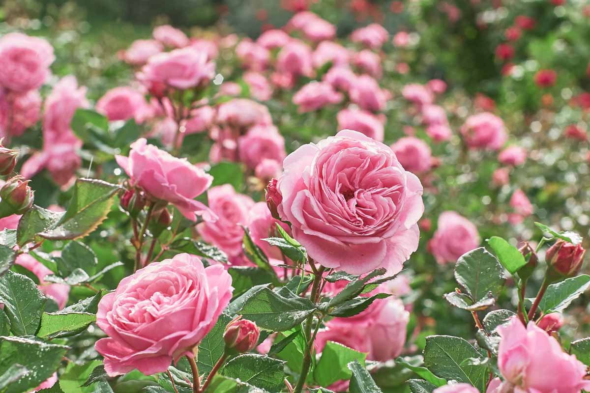 粉红玫瑰生长的近距离水平图像与充裕的花在花园里。