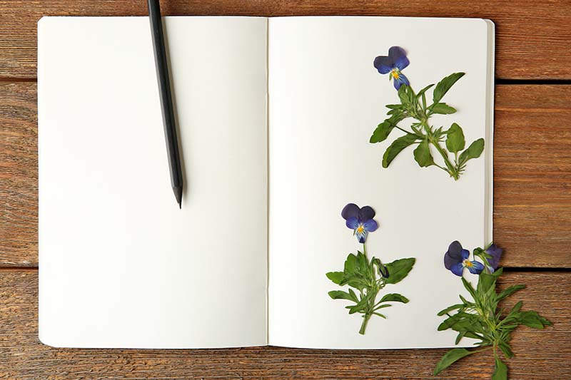 一个打开的空白页的杂志的近距离水平图像，在框架的右边是小的干堇菜三色花。