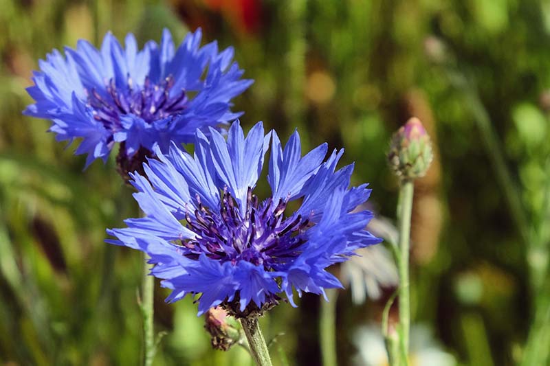 一个近距离的水平图像，两朵明亮的蓝色的单身汉纽扣花生长在一个软焦点背景拍摄的花园。