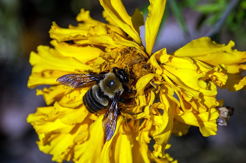 一个近距离的水平图像的花黄色万寿菊与蜜蜂喂食在中心拍摄在柔和的焦点背景下的阳光。