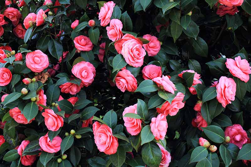 一株开满粉红色花朵的山茶花的近距离水平图像。