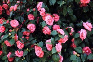 关闭水平图像山茶属植物的大量的粉红色的花朵。
