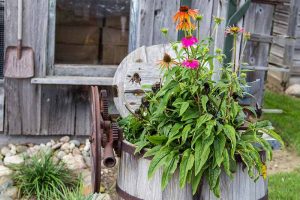 一个近距离的水平图像的圆锥花生长在一个质朴的木容器在花园里。