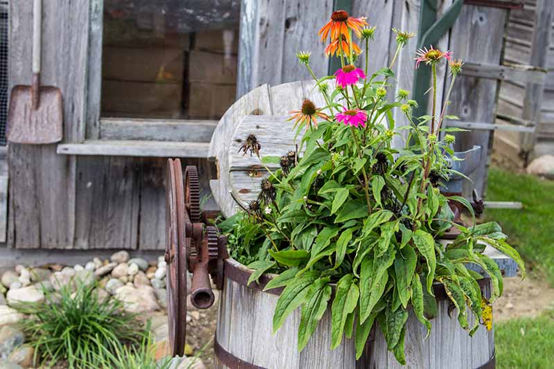 一个近距离的水平图像的圆锥花生长在一个质朴的木容器在花园里。