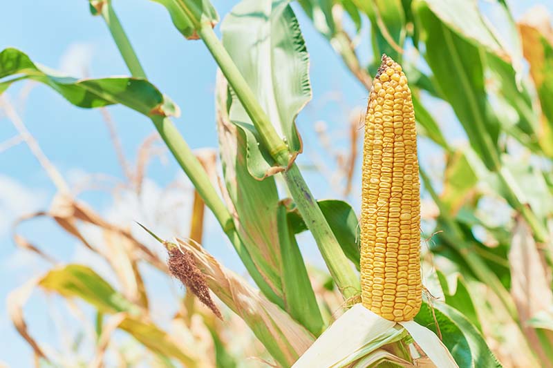 一个近距离的水平图像凹玉米生长在田野上拍摄的蓝色天空背景。