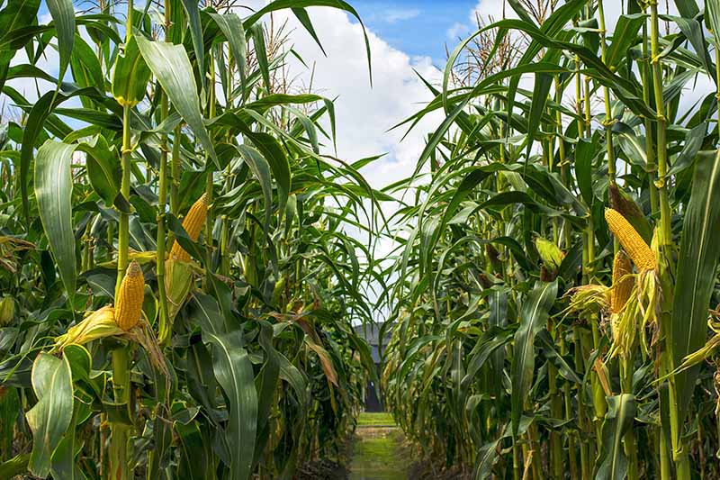 这是一幅以蓝色天空为背景的田野中一排排玉米生长的近距离水平图像。