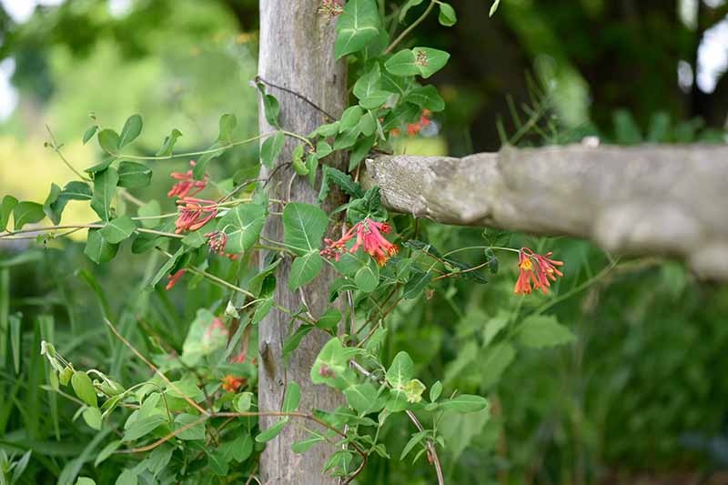 一个近距离的水平图像的红色忍冬花生长在藤蔓上的木栅栏。