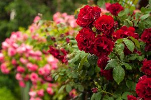 一个近距离的水平图像，红玫瑰生长在花园被雨水滴覆盖，粉红色的花在背景的软焦点。