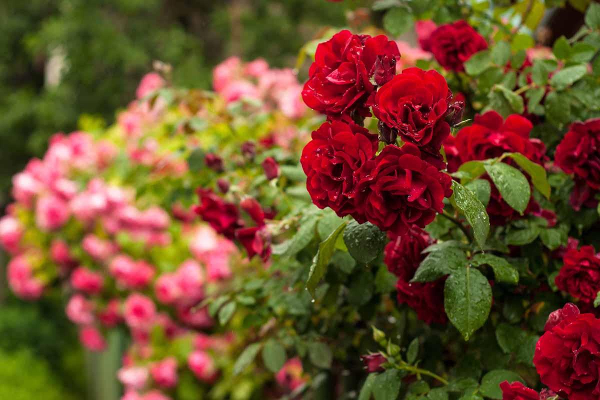 红玫瑰种植在花园里覆盖在雨水滴,用粉色的花。