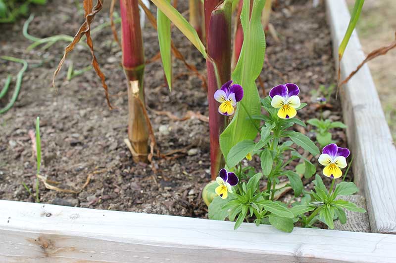 近距离水平图像的堇菜三色花生长在一个提高床蔬菜花园。