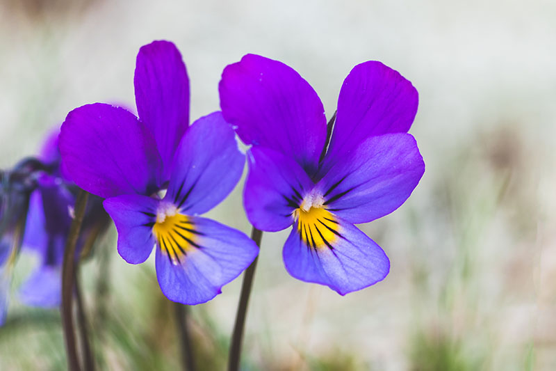 一个近距离水平图像的紫色玉米花跳起来的软焦点背景。