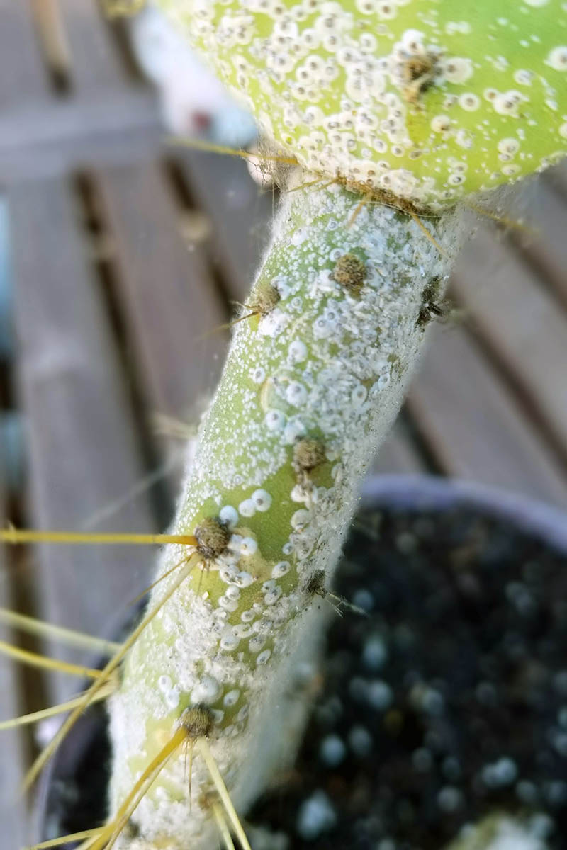 一个近距离垂直图像的仙人掌植物与棉花垫鳞片侵扰。