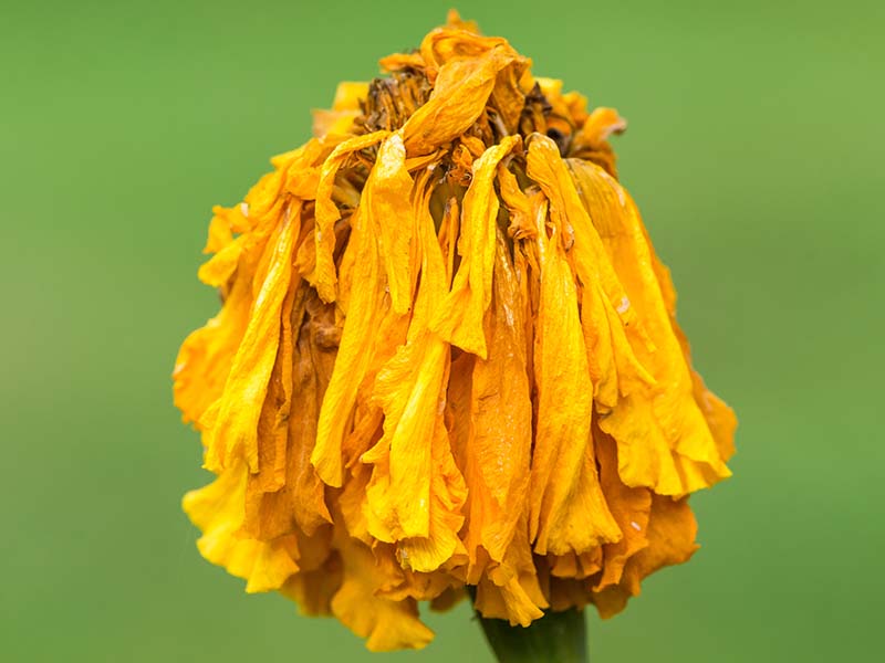 一个近距离的水平图像的花一朵黄色万寿菊孤立在绿色背景。