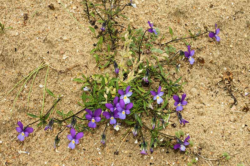 一个近距离的水平图像的小紫色和黄色沙丘三色堇生长在一个沙地的位置。
