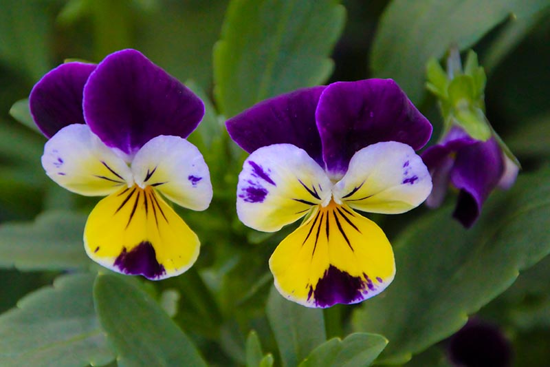 一个近距离水平图像的紫色和黄色的玉米花跳花与树叶在背景的软焦点。