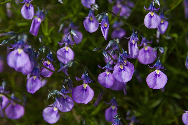 一个近距离的水平图像的野生紫罗兰(Hybanthus calycinus)生长在花园拍摄在一个软焦点背景。