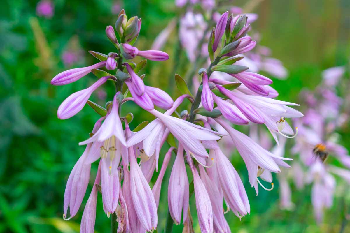 紫色花朵的特写水平图像上生长高茎软焦点的背景图。