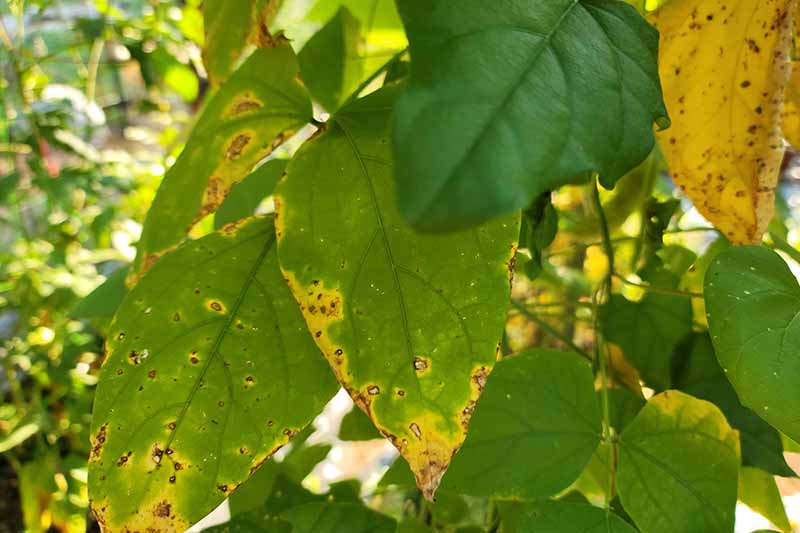 近距离水平图像的牛油豆植物遭受叶斑病。BOB体育APP苹果下载