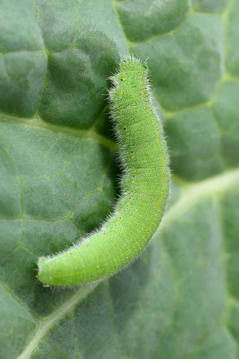 一个近距离垂直图像的卷心菜白色蝴蝶毛毛虫在一片叶子上。