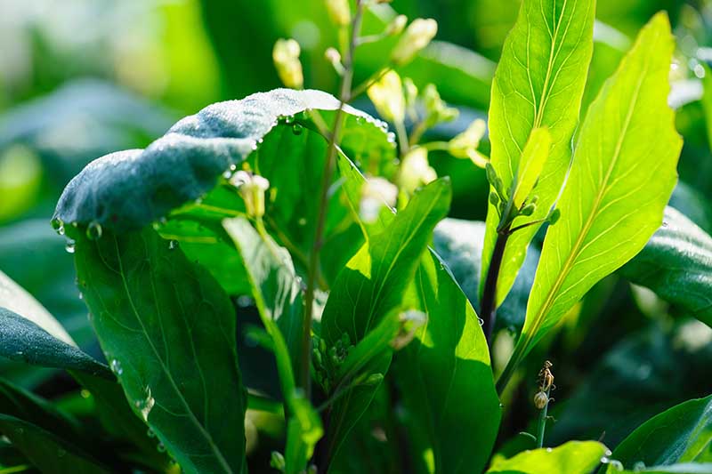 一个近距离的水平图像的中国花椰菜植物已经螺栓和开花。