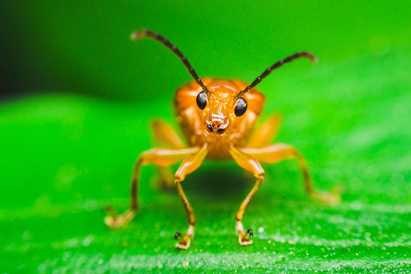 关闭水平图像的一个可爱的黄瓜甲虫在叶见软焦点的背景。