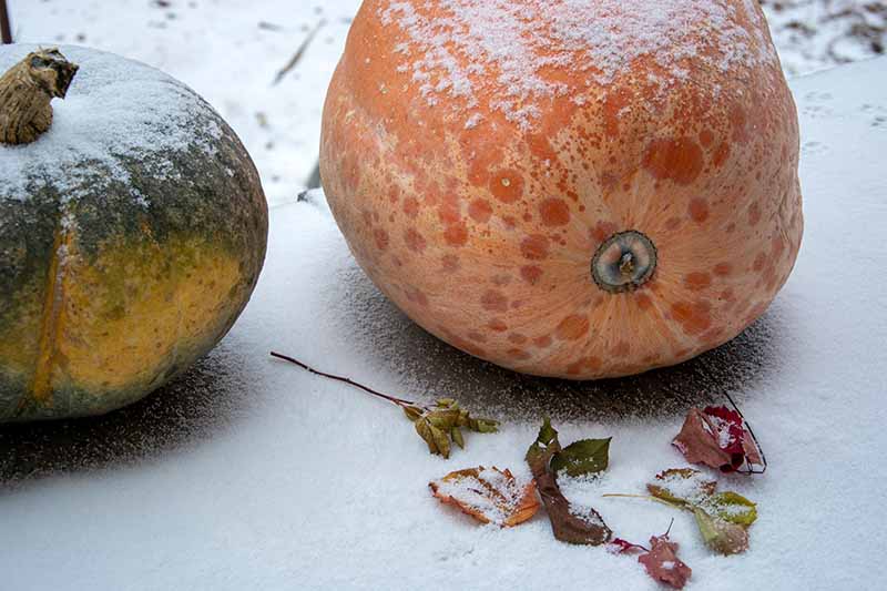 两个南瓜的近距离水平图像，一个橙色，一个绿色，放置在积雪的表面上，秋天的落叶散落在周围。