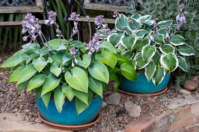 近距离的水平图像，两株紫花玉簪生长在院子里的蓝色陶瓷柱子上。BOB体育APP苹果下载