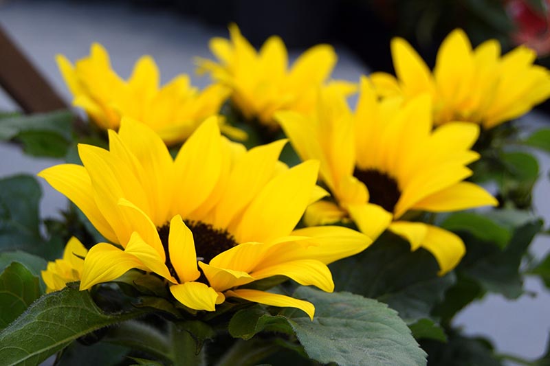 一个近距离的水平图像，亮黄色的向日葵生长在一个软焦点背景的花盆中。