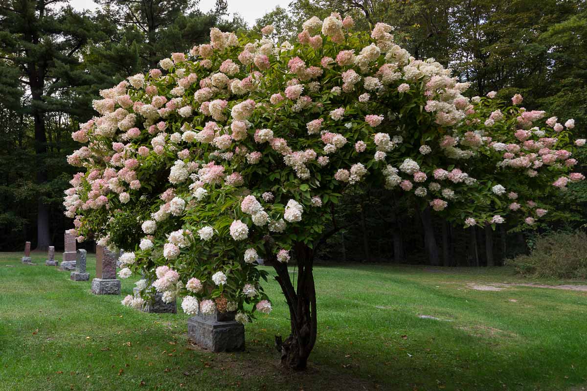 水平的绣球花的形象被塑造成一个树的形式。