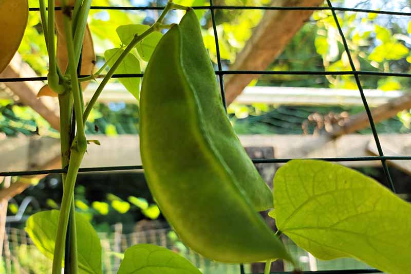 “花园之王”豆荚在花园里的围栏上生长的近距离水平图像。