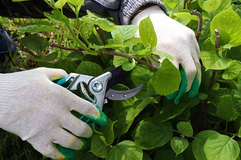 近距离水平图像的园丁戴着手套，拿着一对修剪器修剪绣球花灌木的树枝。