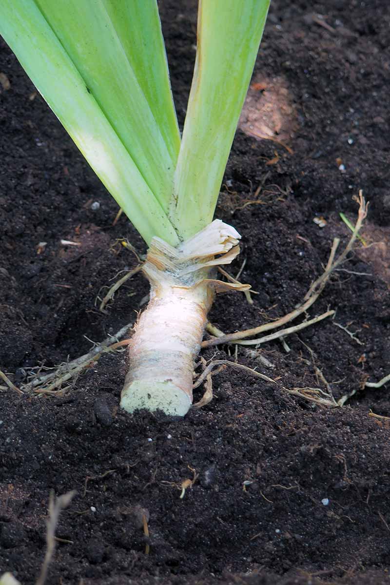 关闭垂直的形象重新种植在肥沃的土壤里虹膜分割。