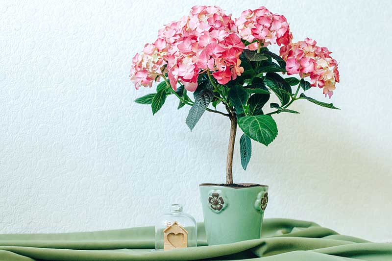一个近距离的水平图像的粉红色绣球花生长在一个小花盆设置在一个绿色的织物。