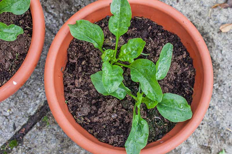 一个近距离的水平图像的小菠菜植物生长在陶土罐设置在混凝土表面。BOB体育APP苹果下载