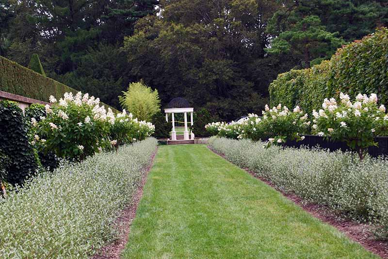 一个正式花园的水平图像，两侧环绕着绣球花树。