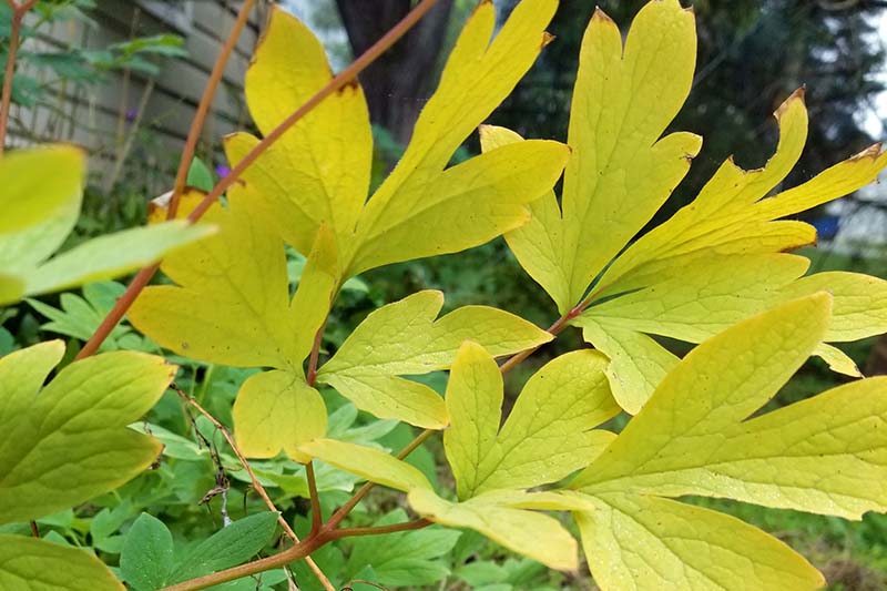 一个近距离的水平图像的叶子流血心脏植物已经变黄。
