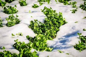 苜蓿种植的近距离水平图像作为覆盖作物在雪见在明亮的阳光下。