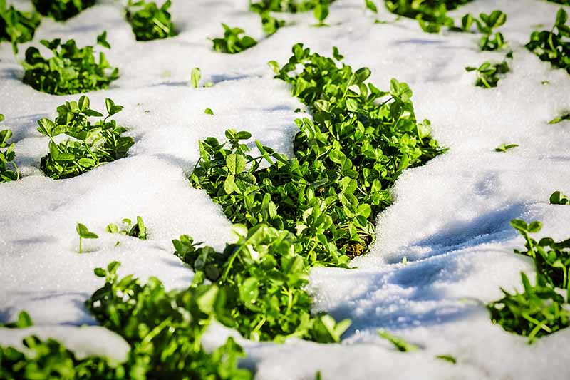 在明亮的阳光下，三叶草作为覆盖作物在雪中生长的近距离水平图像。