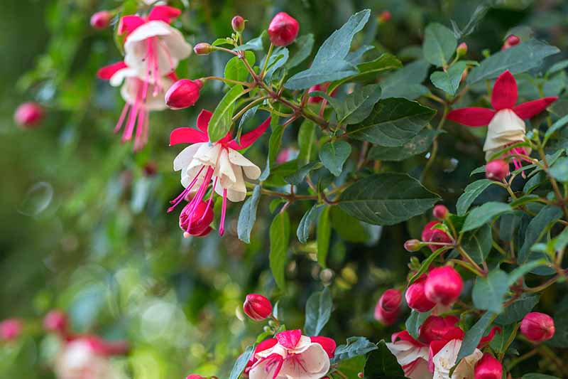 关闭水平图像的粉红色和白色的花朵倒挂金钟种植在花园里见软焦点的背景。
