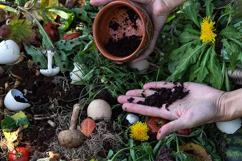 一个近距离的水平图像的园丁应用咖啡渣堆肥在花园里。